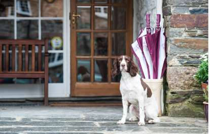 http://Dogs%20welcome